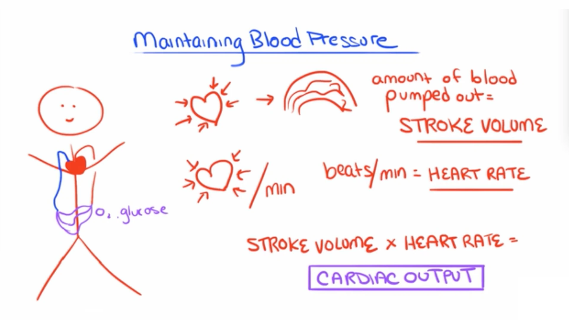 Maintaining Blood Pressure Thumbnail